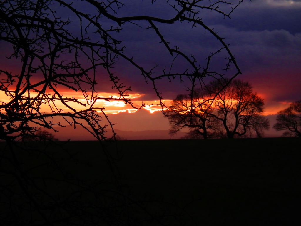 Cheshire Sunset With Silhouette Of Tree